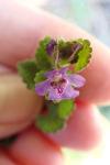 Glechoma hederacea