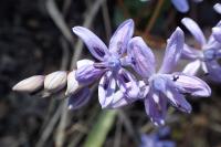 Scilla bifolia