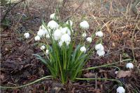 Leucojum vernum