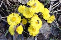 Tussilago farfara