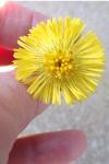 Tussilago farfara