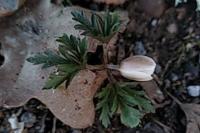 Anemone nemorosa