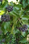Hedera helix