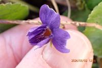 Viola hirta