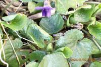 Viola hirta