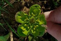 Euphorbia helioscopia