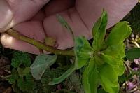 Euphorbia helioscopia