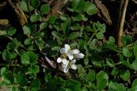 Cardamine hirsuta