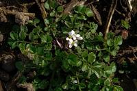 Cardamine hirsuta