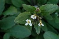 Arabidopsis thaliana