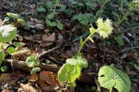 Petasites albus
