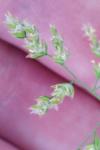 Poa annua