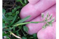 Poa annua