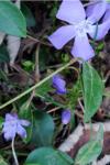 Vinca minor