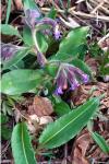 Pulmonaria