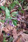 Pulmonaria