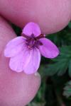 Erodium cicutarium