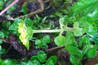 Chrysosplenium oppositifolium