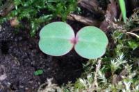 Impatiens glandulifera