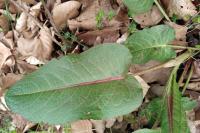 Rumex obtusifolius