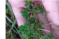 Thymus pulegioides