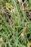 Carex caryophyllea