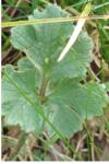 Ranunculus repens