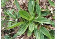 Plantago lanceolata