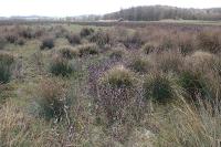 Carex hordeistichos