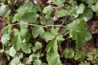 Corydalis cava