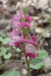 Corydalis cava