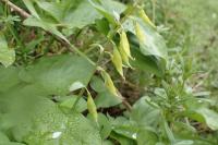 Corydalis cava