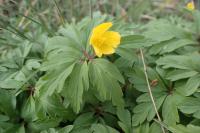 Anemone ranunculoides