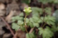 Adoxa moschatellina