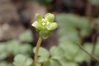 Adoxa moschatellina