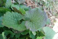 Alliaria petiolata
