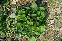 Alliaria petiolata