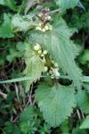 Lamium album