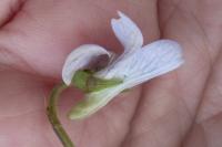 Viola palustris