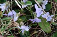 Viola palustris