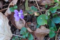 Viola riviniana