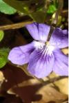 Viola riviniana