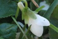 Viola odorata