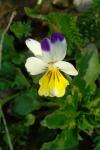 Viola arvensis