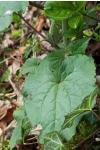 Lunaria annua