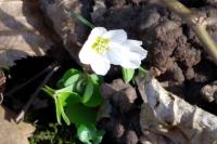 Oxalis acetosella