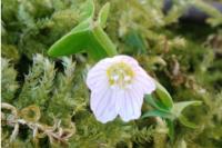 Oxalis acetosella