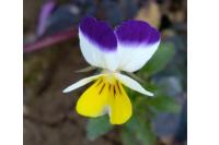 Viola arvensis
