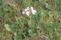 Cardamine pratensis