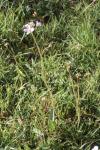 Cardamine pratensis